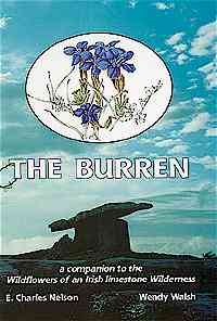 6 burren.jpg (11305 bytes)